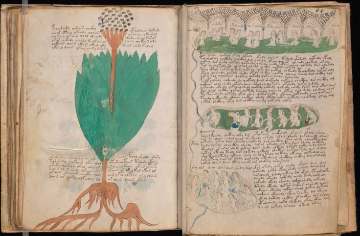 6. Nội dung khó hiểu. Cuốn sách chứa các hình vẽ thực vật, thiên văn, sinh học, và dược lý, nhưng không các hình ảnh không phù hợp với bất kỳ hệ thống thực vật học hay khoa học nào. Ảnh: Pinterest.