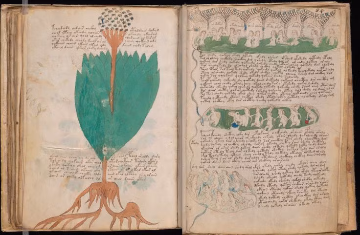 6. Nội dung khó hiểu. Cuốn sách chứa các hình vẽ thực vật, thiên văn, sinh học, và dược lý, nhưng không các hình ảnh không phù hợp với bất kỳ hệ thống thực vật học hay khoa học nào. Ảnh: Pinterest.