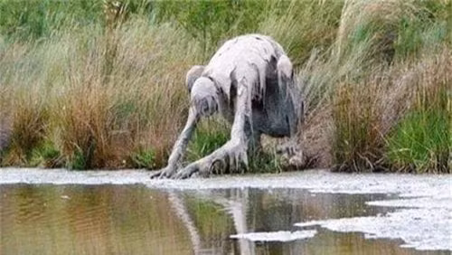 'Quai vat' hien hinh, ngang nhien ra bo song uong nuoc