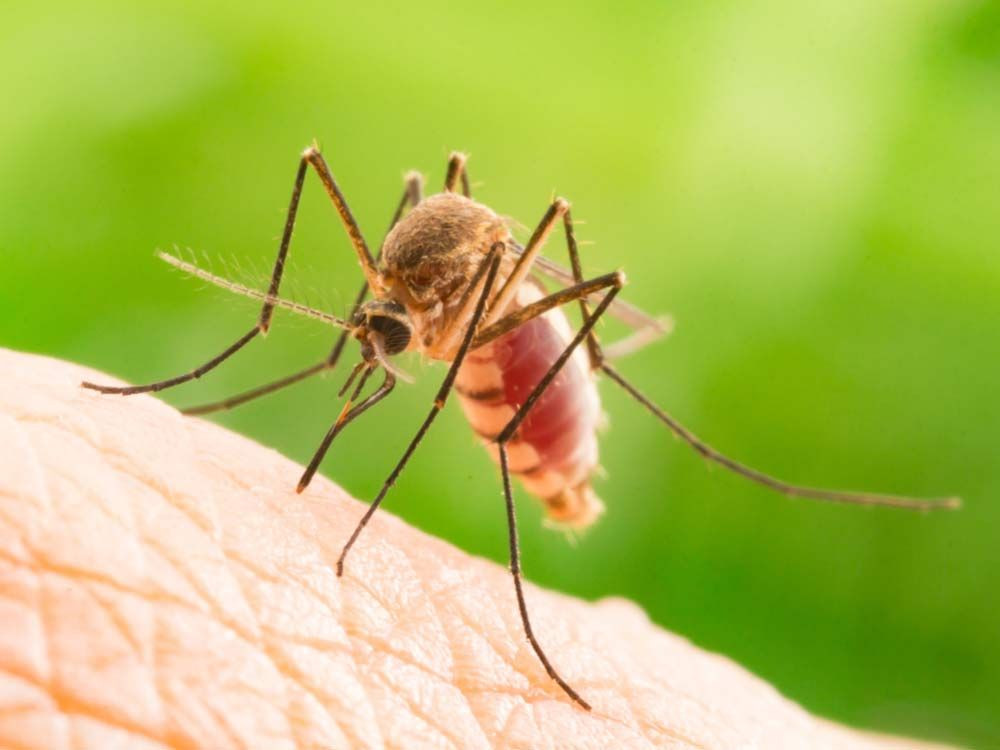  7. Khả năng ngửi tuyệt vời. Muỗi có thể cảm nhận mùi cơ thể, mồ hôi, và nhiệt độ cơ thể từ khoảng cách lên tới 50 mét. Ảnh: Pinterest.