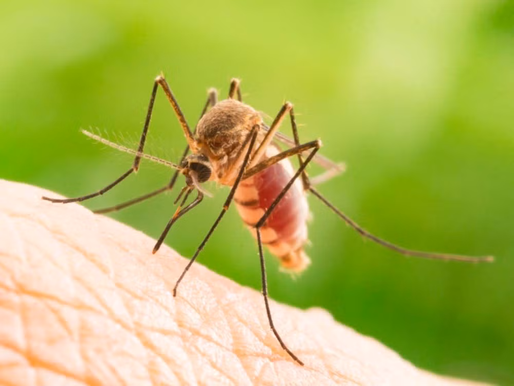  7. Khả năng ngửi tuyệt vời. Muỗi có thể cảm nhận mùi cơ thể, mồ hôi, và nhiệt độ cơ thể từ khoảng cách lên tới 50 mét. Ảnh: Pinterest.