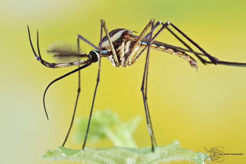  12. Chúng bay chậm. Muỗi bay với tốc độ khoảng 1,5-2,5 km/h, chậm hơn nhiều so với hầu hết các loài côn trùng khác. Ảnh: Pinterest.