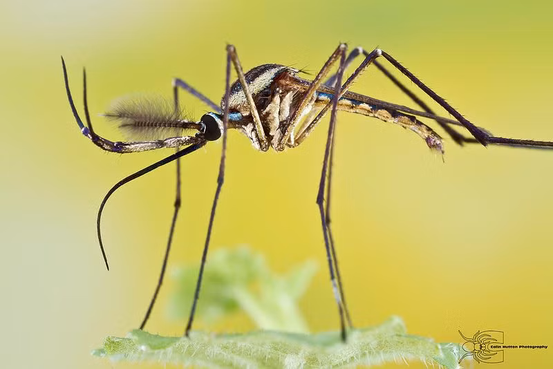  12. Chúng bay chậm. Muỗi bay với tốc độ khoảng 1,5-2,5 km/h, chậm hơn nhiều so với hầu hết các loài côn trùng khác. Ảnh: Pinterest.