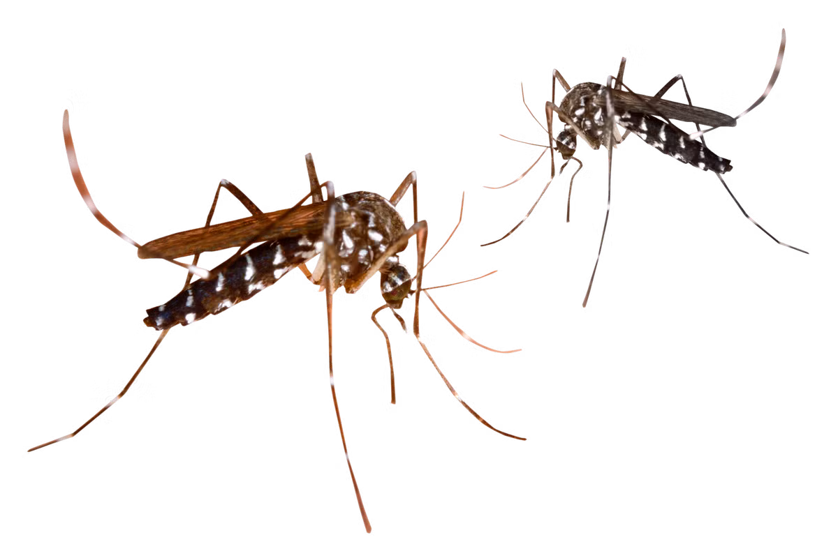  2. Có hơn 3.500 loài muỗi. Trên thế giới có hơn 3.500 loài muỗi, nhưng chỉ khoảng 200 loài cắn người, trong đó các loài thuộc chi Anopheles, Aedes, và Culex "tai tiếng" nhất. Ảnh: Pinterest.