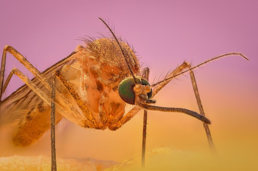  11. Loài có tuổi thọ ngắn. Muỗi trưởng thành thường sống từ 2-4 tuần, nhưng một số loài có thể sống đến vài tháng trong điều kiện lạnh giá. Ảnh: Pinterest.