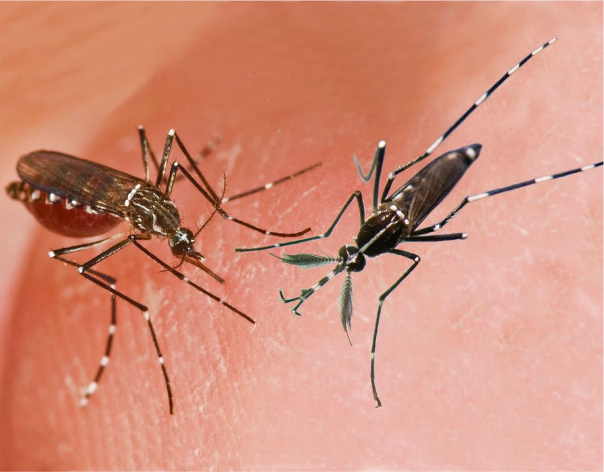  5. Muỗi có răng “siêu nhỏ”. Mặc dù không có răng thực sự, muỗi có 47 cấu trúc siêu nhỏ (gai) trên vòi để cắt da người một cách dễ dàng. Ảnh: Pinterest.