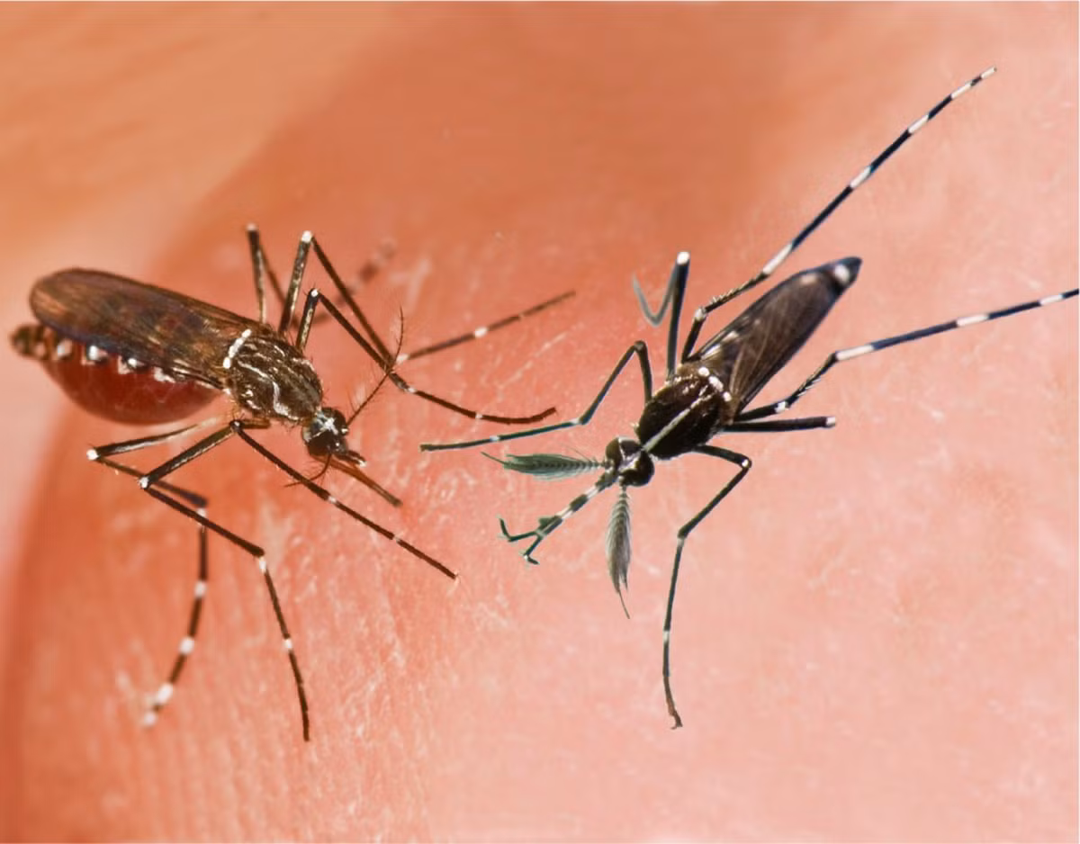  5. Muỗi có răng “siêu nhỏ”. Mặc dù không có răng thực sự, muỗi có 47 cấu trúc siêu nhỏ (gai) trên vòi để cắt da người một cách dễ dàng. Ảnh: Pinterest.