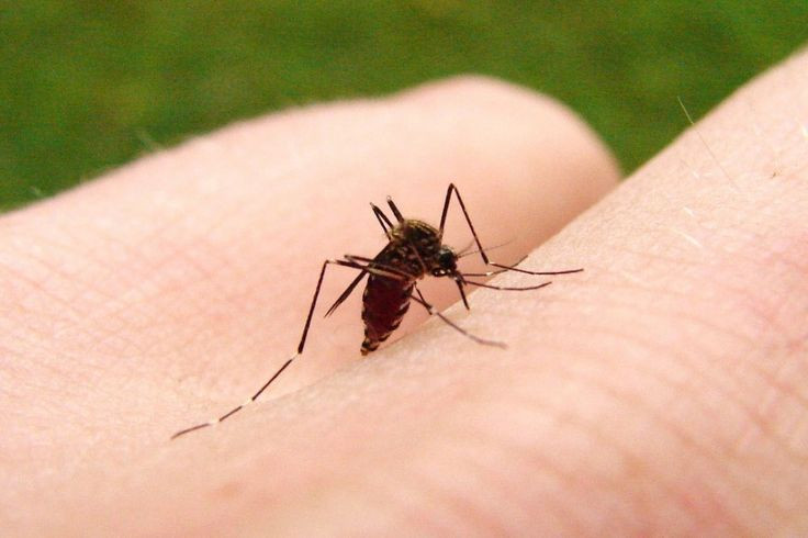  6. Chúng bị thu hút bởi CO2. Muỗi sử dụng các cơ quan cảm nhận để phát hiện khí CO2 từ hơi thở con người và động vật, giúp chúng tìm được "mục tiêu". Ảnh: Pinterest.