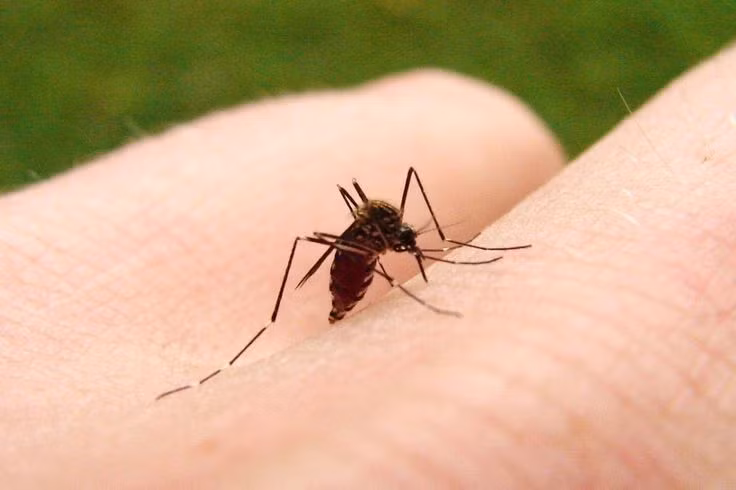  6. Chúng bị thu hút bởi CO2. Muỗi sử dụng các cơ quan cảm nhận để phát hiện khí CO2 từ hơi thở con người và động vật, giúp chúng tìm được "mục tiêu". Ảnh: Pinterest.