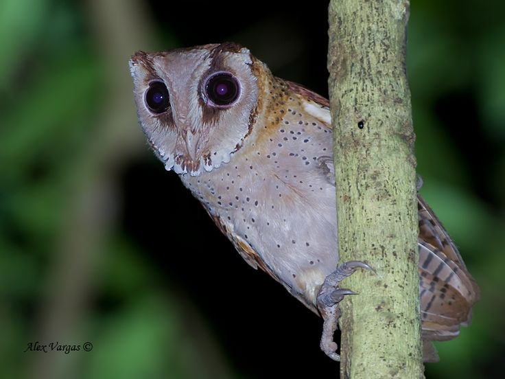  13. Kích thước đa dạng. Cú đại bàng (Bubo bubo) là loài cú lớn nhất, với sải cánh dài tới 2 mét, trong khi cú lùn Elf Owl (Micrathene whitneyi) chỉ nặng khoảng 40 gram. Ảnh: Pinterest.