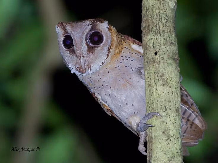  13. Kích thước đa dạng. Cú đại bàng (Bubo bubo) là loài cú lớn nhất, với sải cánh dài tới 2 mét, trong khi cú lùn Elf Owl (Micrathene whitneyi) chỉ nặng khoảng 40 gram. Ảnh: Pinterest.