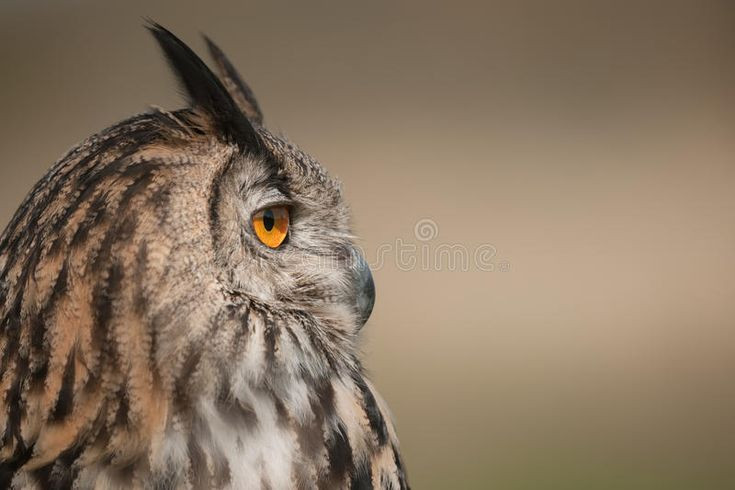  2. Khả năng quay đầu 270 độ. Cú mèo không thể di chuyển mắt trong hốc mắt, nhưng chúng có thể quay đầu tới 270 độ nhờ cấu trúc xương cổ đặc biệt và mạch máu linh hoạt. Ảnh: Pinterest.