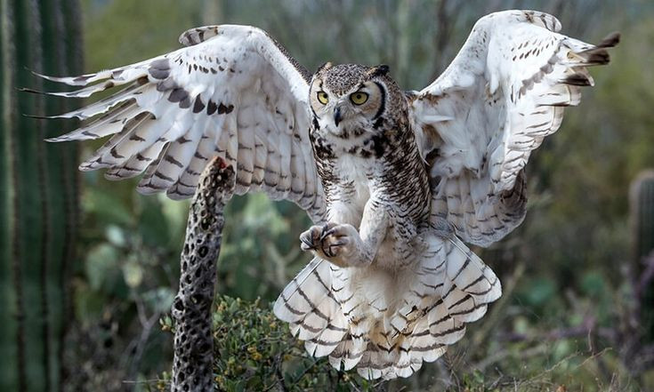  3. Thính giác siêu nhạy. Tai của cú mèo nằm không đối xứng, giúp chúng định vị âm thanh chính xác từ mọi hướng. Ảnh: Pinterest.