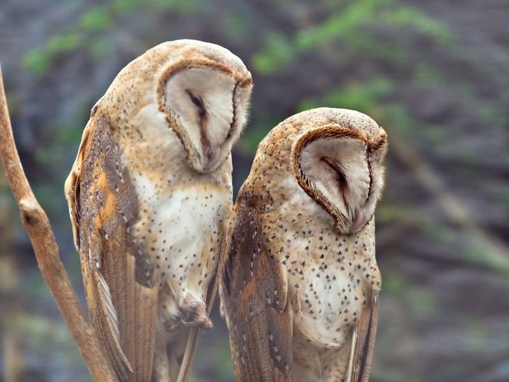  15. Biểu tượng của trí tuệ. Trong nhiều nền văn hóa, cú mèo được coi là biểu tượng của sự thông thái, đặc biệt trong thần thoại Hy Lạp, cú gắn liền với nữ thần Athena. Ảnh: Pinterest.