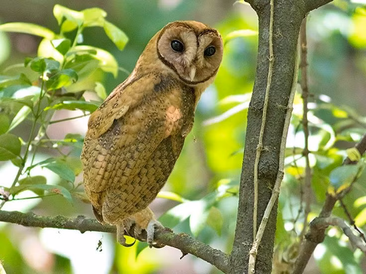  10. Không chỉ hoạt động ban đêm. Mặc dù phần lớn loài cú hoạt động về đêm, một số loài như cú tuyết (Bubo scandiacus) cũng săn mồi ban ngày, đặc biệt vào mùa hè ở các khu vực cận Bắc Cực. Ảnh: Pinterest.