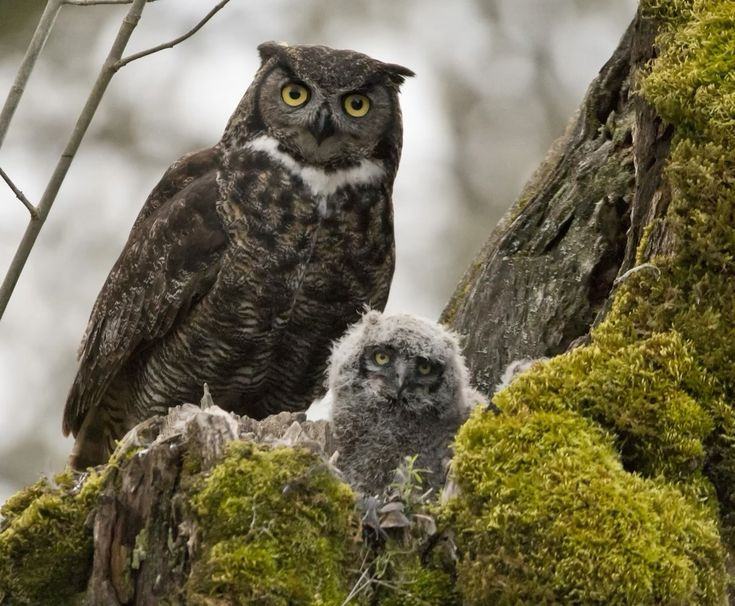  5. Hoạt động ban đêm. Cú mèo là loài chim săn mồi đêm (nocturnal), với khả năng nhìn ban đêm vượt trội so với hầu hết các loài chim khác. Ảnh: Pinterest.