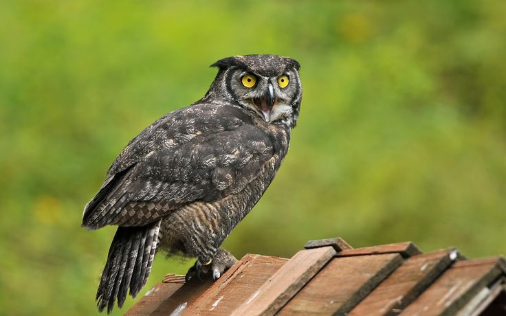  14. Sống lâu. Trong điều kiện nuôi nhốt, cú mèo có thể sống đến 20-30 năm, trong khi trong tự nhiên, tuổi thọ trung bình ngắn hơn do các yếu tố săn mồi và môi trường. Ảnh: Pinterest.