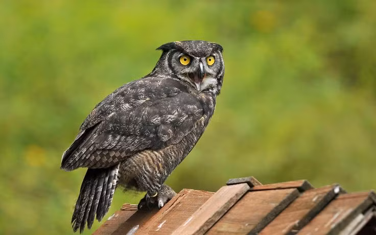  14. Sống lâu. Trong điều kiện nuôi nhốt, cú mèo có thể sống đến 20-30 năm, trong khi trong tự nhiên, tuổi thọ trung bình ngắn hơn do các yếu tố săn mồi và môi trường. Ảnh: Pinterest.