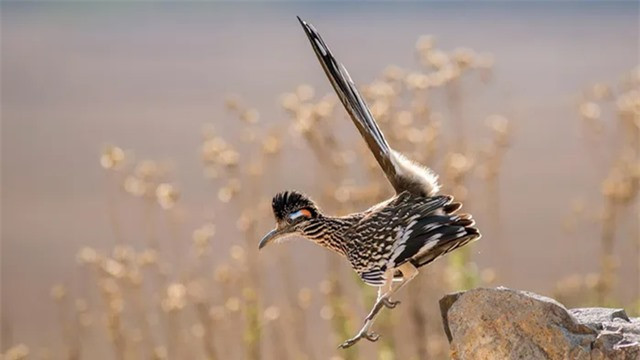 Ảnh minh họa. Gà lôi đuôi dài có khả năng chạy rất nhanh. Chúng có thể chạy nước rút với tốc độ lên tới 42 km/h, tương đương với tốc độ của một chiếc ô tô đang chạy. Khả năng chạy nhanh của gà lôi đuôi dài giúp chúng trốn thoát khỏi những kẻ săn mồi như rắn, cáo và chó sói.