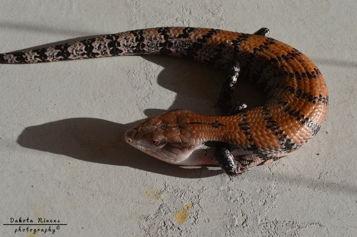  Có thể chỉ là nhầm lẫn. Các nhà khoa học cho rằng Tsuchinoko có thể là rắn thường hoặc các loài bò sát khác bị phóng đại qua lời kể dân gian. Ảnh: Pinterest.