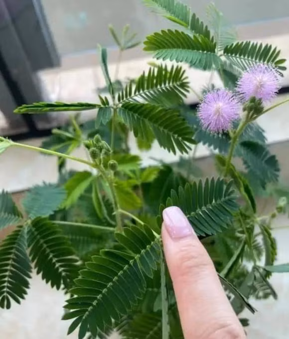 Nha co rong den dau, dung dat 6 loai hoa nay truoc cua-Hinh-4