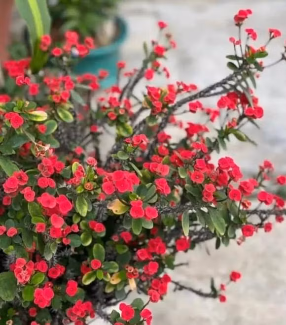 Nha co rong den dau, dung dat 6 loai hoa nay truoc cua