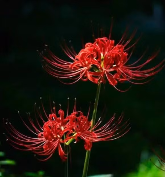 Nha co rong den dau, dung dat 6 loai hoa nay truoc cua-Hinh-3