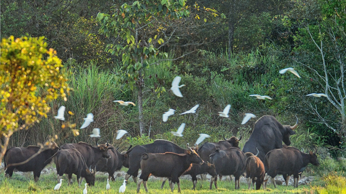 Đàn bò tót-một trong các loài động vật hoang dã quý hiếm sinh sống ở Khu Bảo tồn thiên nhiên văn hóa Đồng Nai.