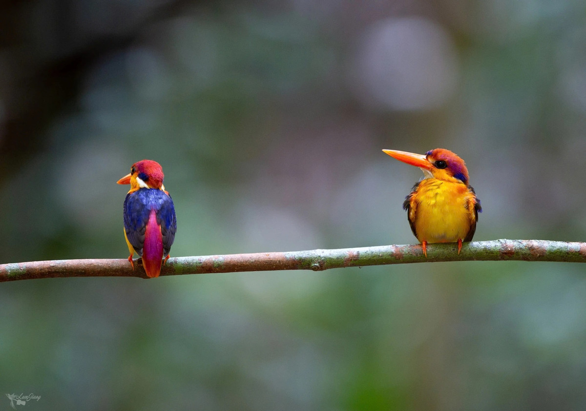 Nhiều loại chim hoang dã quý hiếm sinh sống ở Khu bảo tồn thiên nhiên văn hóa Đồng Nai.