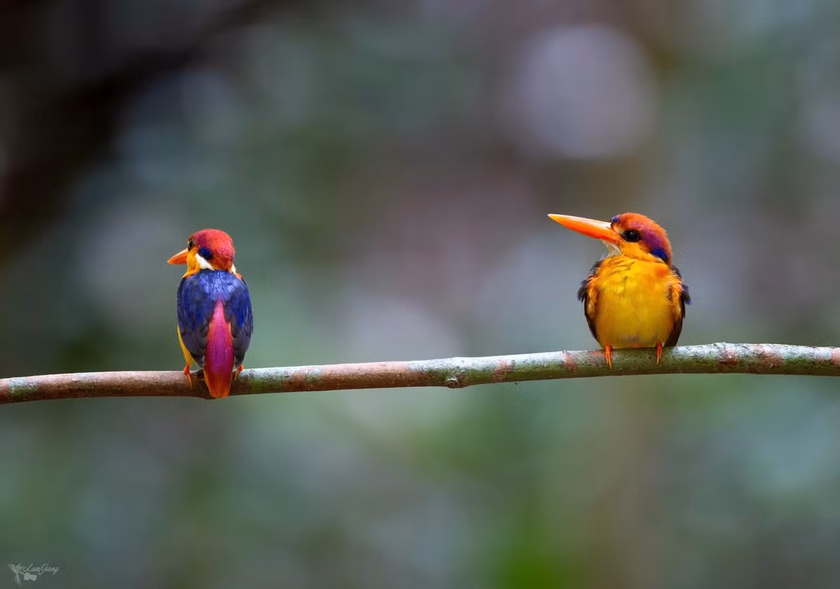 Nhiều loại chim hoang dã quý hiếm sinh sống ở Khu bảo tồn thiên nhiên văn hóa Đồng Nai.