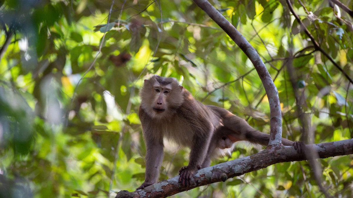 Khỉ đuôi dài sinh sống ở Khu bảo tồn thiên nhiên văn hóa Đồng Nai.