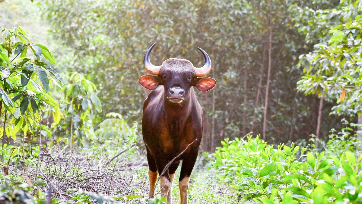 Cận cảnh một con bò tót-loài động vật hoang dã quý hiếm ở Khu bảo tồn thiên nhiên văn hóa Đồng Nai.