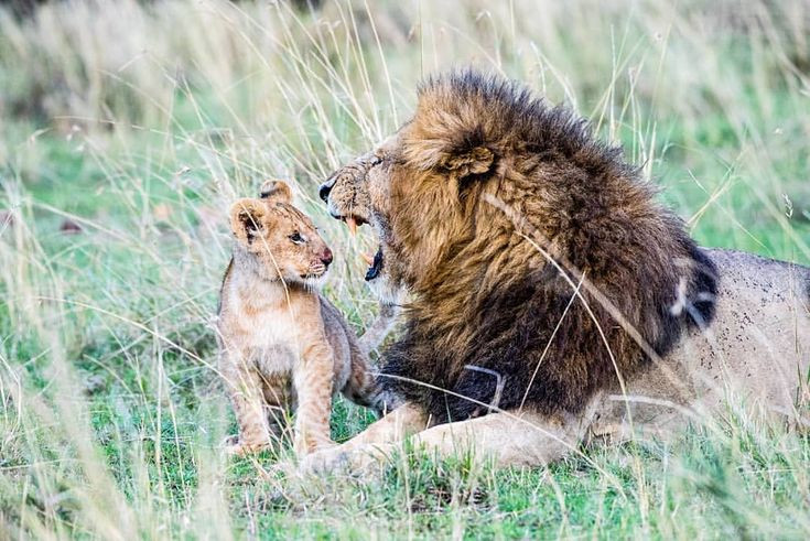  12. Không phải lúc nào cũng vì thức ăn. Một số hành vi ăn thịt đồng loại xảy ra vì lý do lãnh thổ hoặc phân cấp xã hội, như ở sư tử hoặc tinh tinh. Ảnh: Pinterest.