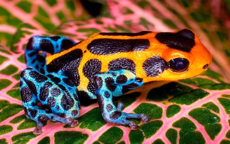  13. Hành vi này có thể mang tính kế thừa. Một số loài, như ếch độc, ăn thịt đồng loại để hấp thụ độc tố từ cơ thể nạn nhân, giúp chúng phát triển khả năng tự vệ tốt hơn. Ảnh: Pinterest.