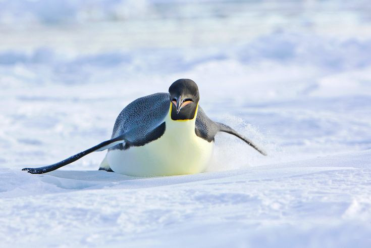  8. Ngăn chặn sự lây lan của bệnh tật. Ở một số loài, như chim cánh cụt, những cá thể chết trong đàn bị đồng loại “xử lý” để giảm nguy cơ lây lan bệnh dịch. Ảnh: Pinterest.