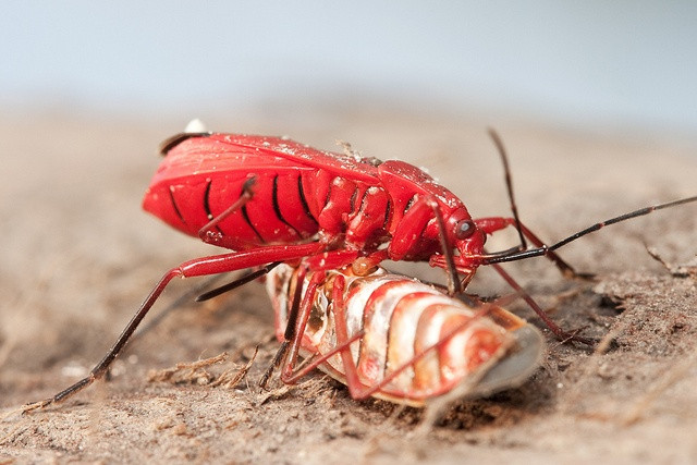  2. Một chiến lược sinh tồn. Ở nhiều loài, ăn thịt đồng loại giúp giảm cạnh tranh về thức ăn hoặc tài nguyên sống, đặc biệt khi môi trường khan hiếm. Ảnh: Pinterest.