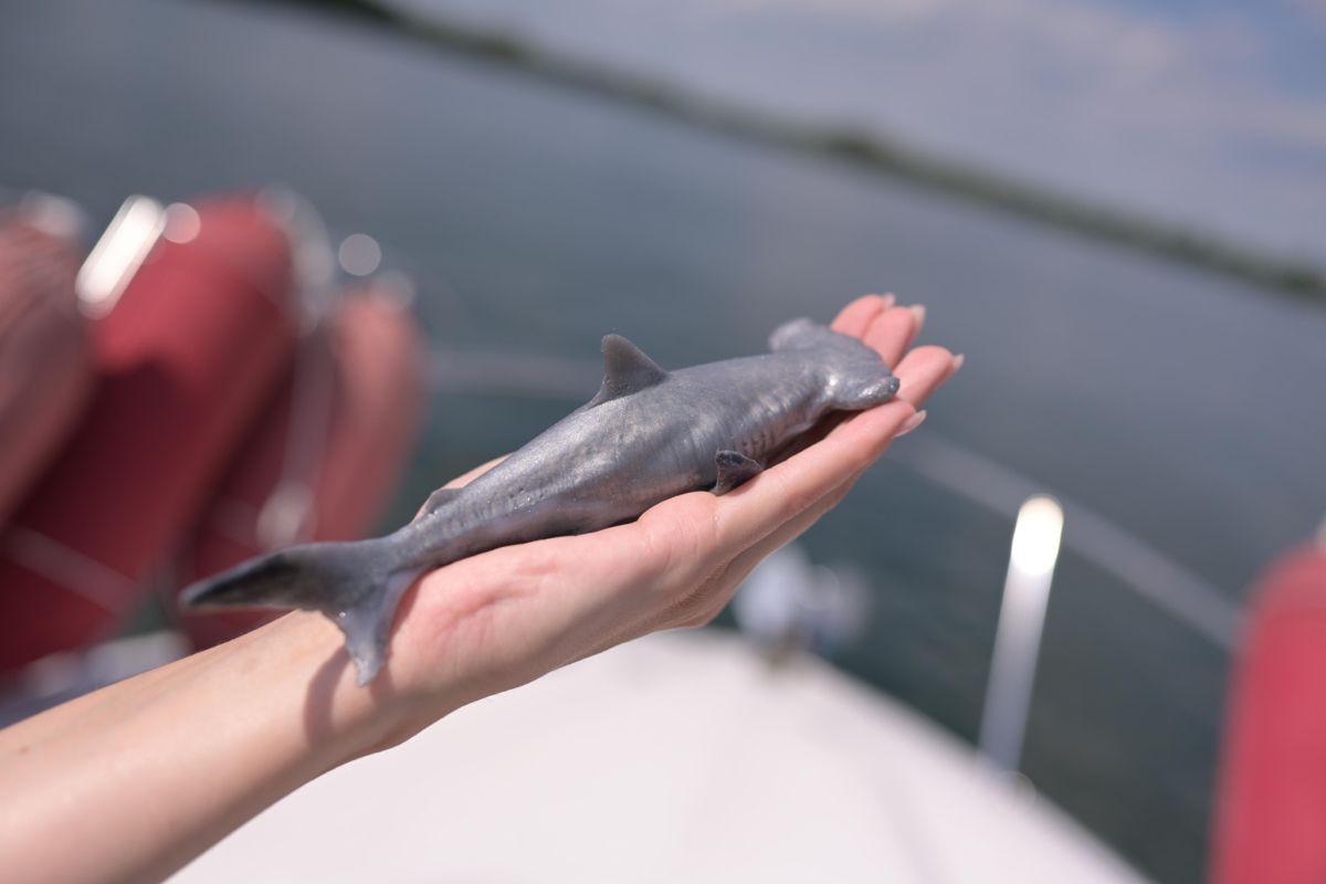  11. Cá mập ăn đồng loại từ trong bụng mẹ. Ở một số loài cá mập, như cá mập cát, phôi thai phát triển sớm hơn sẽ ăn các phôi thai khác trong tử cung để đảm bảo nguồn dinh dưỡng. Ảnh: Pinterest.