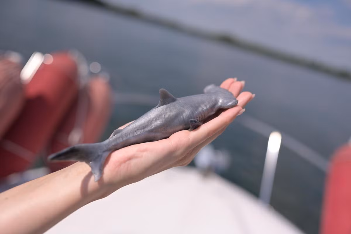  11. Cá mập ăn đồng loại từ trong bụng mẹ. Ở một số loài cá mập, như cá mập cát, phôi thai phát triển sớm hơn sẽ ăn các phôi thai khác trong tử cung để đảm bảo nguồn dinh dưỡng. Ảnh: Pinterest.