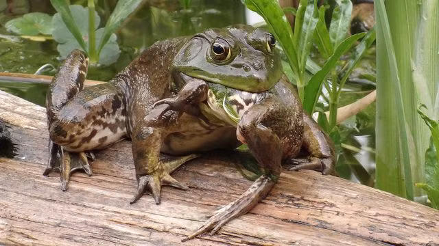  7. Bảo vệ bộ gen tốt nhất. Ở một số loài, cá thể mạnh sẽ tiêu diệt hoặc ăn những đồng loại yếu hơn để đảm bảo rằng chỉ những gen mạnh nhất được truyền lại cho thế hệ sau. Ảnh: Pinterest.