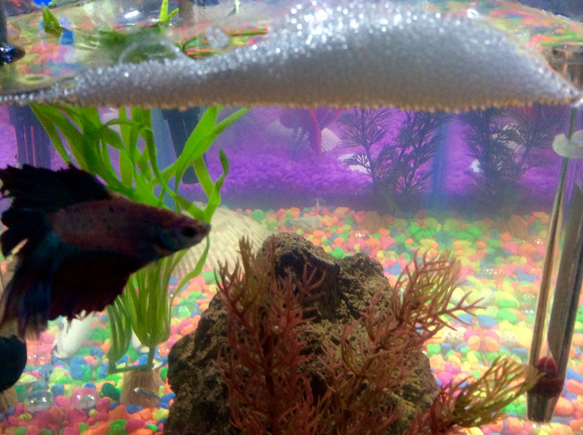  Làm tổ bọt: Cá chọi đực có thói quen tạo tổ bọt trên mặt nước để cá cái đẻ trứng vào đó. Chúng sẽ bảo vệ và chăm sóc tổ bọt cho đến khi cá con nở. Ảnh: Pinterest.