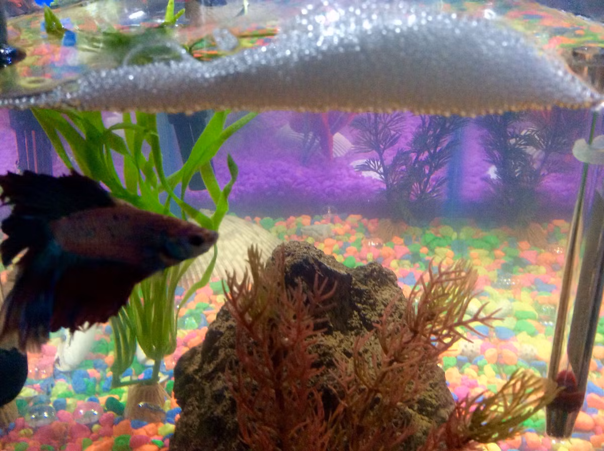  Làm tổ bọt: Cá chọi đực có thói quen tạo tổ bọt trên mặt nước để cá cái đẻ trứng vào đó. Chúng sẽ bảo vệ và chăm sóc tổ bọt cho đến khi cá con nở. Ảnh: Pinterest.