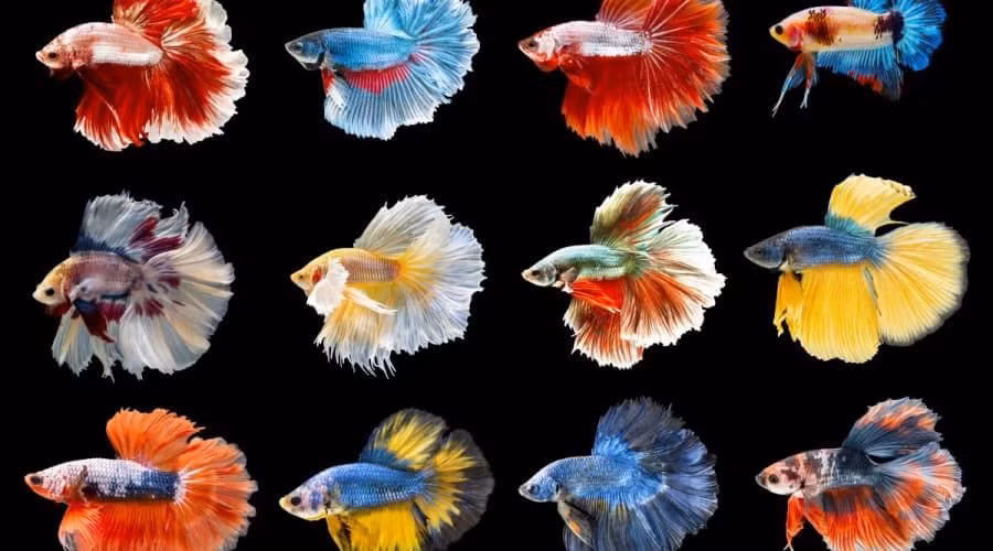  Màu sắc rực rỡ: Cá chọi hoang dã có màu sắc nhạt hơn so với các giống Cá chọi thuần hóa, vốn có màu sắc rực rỡ và phong phú nhờ vào lai tạo. Ảnh: Pinterest.