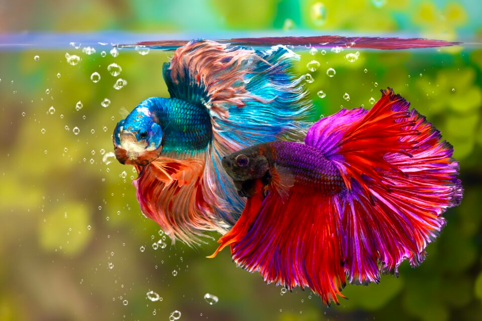  Tên gọi: Tên "betta" được lấy từ một nhóm chiến binh cổ đại ở Thái Lan gọi là "Bettah". Ở Việt Nam, chúng được gọi là cá chọi vì tập tính hung hăng khi gặp đồng loại. Ảnh: Pinterest.