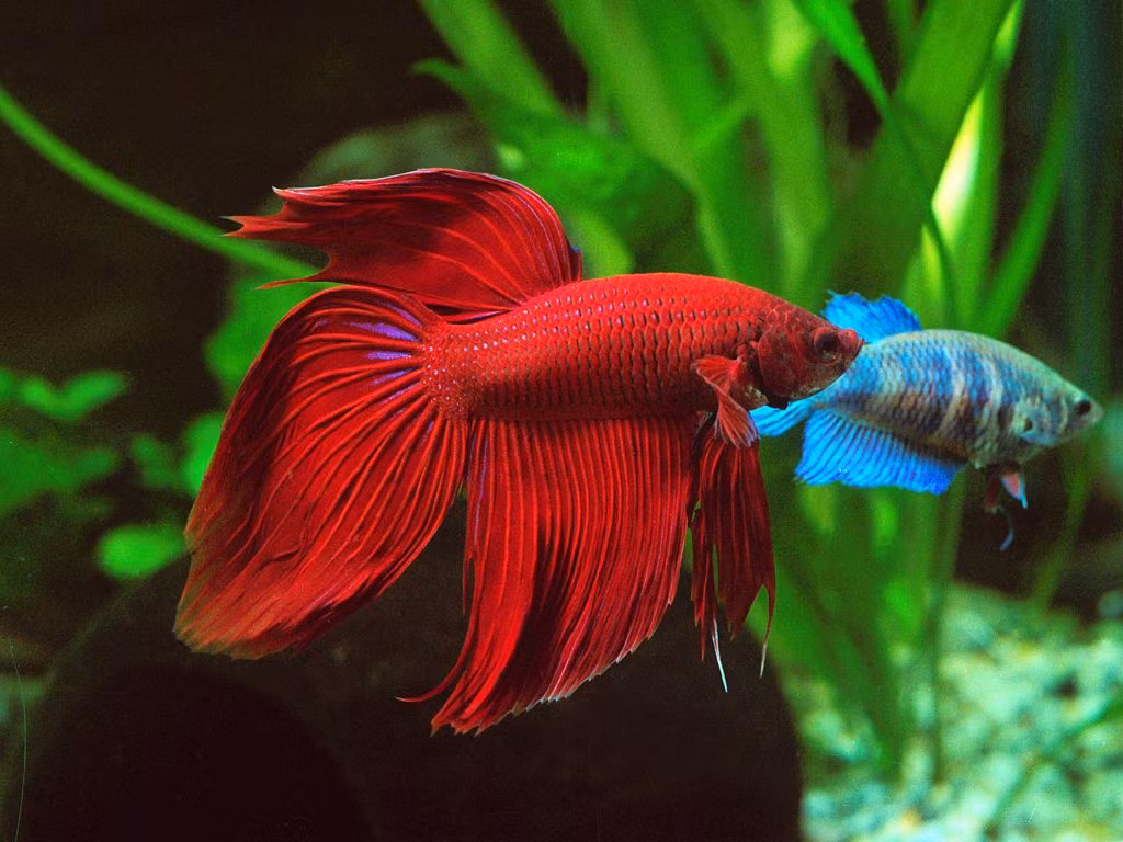  Ăn uống linh hoạt: Cá chọi là loài ăn tạp. Chúng thích ăn các loại thức ăn sống như trùn chỉ, ấu trùng muỗi, nhưng cũng có thể ăn thức ăn viên và đông lạnh. Ảnh: Pinterest.