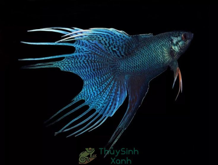  Khả năng ghi nhớ: Cá chọi có trí nhớ tốt, có thể nhận biết người thường xuyên cho ăn và thậm chí học được một số "trò" nhỏ. Ảnh: Pinterest.