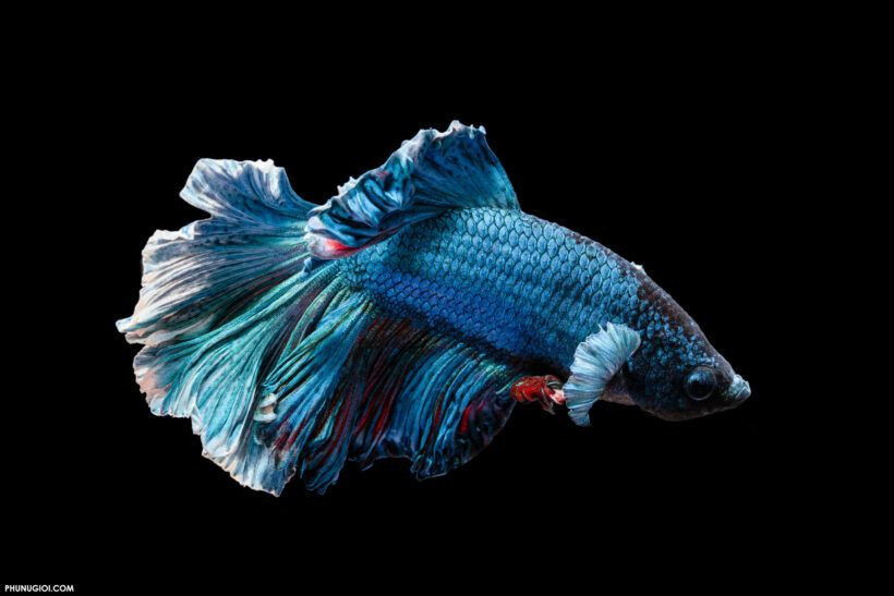  Không cần bể lớn: Cá chọi có thể sống tốt trong bể nhỏ, nhưng vẫn cần đảm bảo nước sạch và nhiệt độ phù hợp (25-28°C). Ảnh: Pinterest.