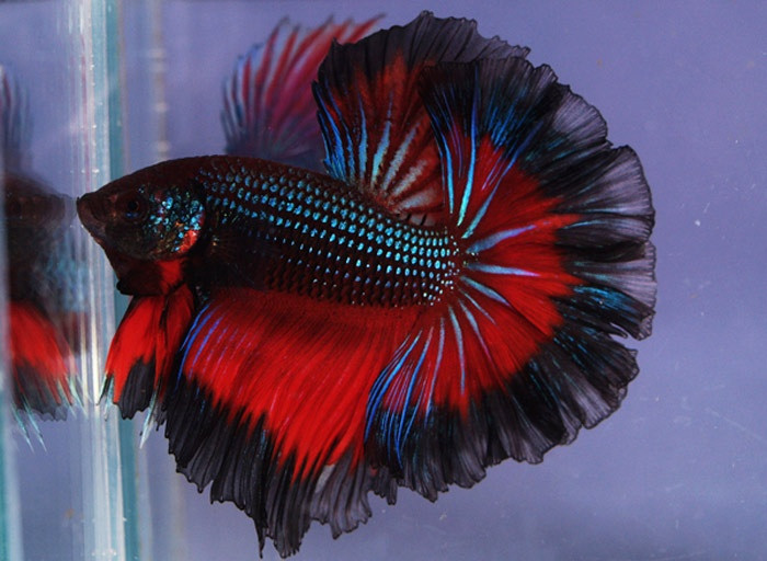  Biểu cảm độc đáo: Cá chọi có thể xòe vây và mang để thể hiện cảm xúc, đặc biệt là khi gặp đối thủ hoặc bị kích thích bởi điều gì đó. Ảnh: Pinterest.