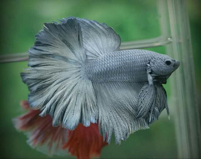  Nguồn gốc: Cá chọi, tên quốc tế phổ biến là “betta”, có nguồn gốc từ Đông Nam Á, đặc biệt là Thái Lan, Campuchia, Việt Nam và Malaysia. Chúng thường sống trong các cánh đồng lúa, ao nhỏ và vùng nước chảy chậm. Ảnh: Pinterest.