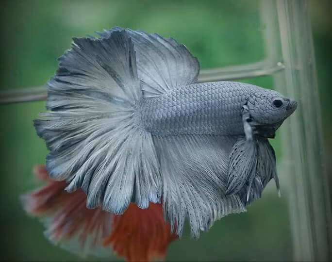  Nguồn gốc: Cá chọi, tên quốc tế phổ biến là “betta”, có nguồn gốc từ Đông Nam Á, đặc biệt là Thái Lan, Campuchia, Việt Nam và Malaysia. Chúng thường sống trong các cánh đồng lúa, ao nhỏ và vùng nước chảy chậm. Ảnh: Pinterest.