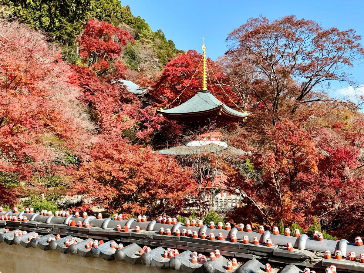 Điều đặc biệt của ngôi chùa này là rất nhiều tượng búp bê Daruma lớn nhỏ khác nhau xuất hiện bên trong chùa, hành lang hay triền núi. Búp bê Daruma gắn liền với văn hóa Nhật. Tượng Daruma có mặt ở mọi nơi trên xứ Phù Tang.